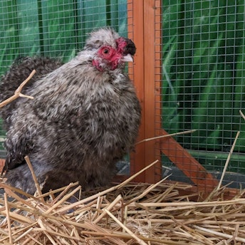 Ein Seidenhahn hockt in seinem Käfig; auf dem Boden liegt Stroh.