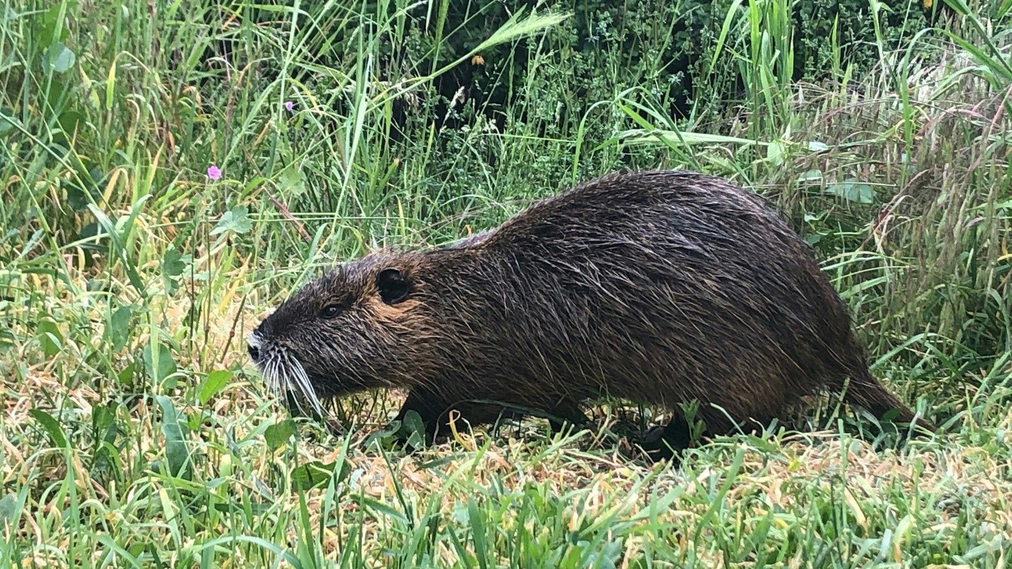 Am Veybach in Euskirchen streunt ein Nutria durchs hohe Gras.