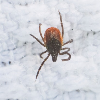 Eine Zecke sitzt auf einem weißen Untergrund und wird unter einem Mikroskop fotografiert. Die Zecken übertragen die gefährliche Krankheit FSME.