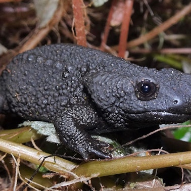 Ein schwarzer Krokodilmolch sitzt im Unterholz.