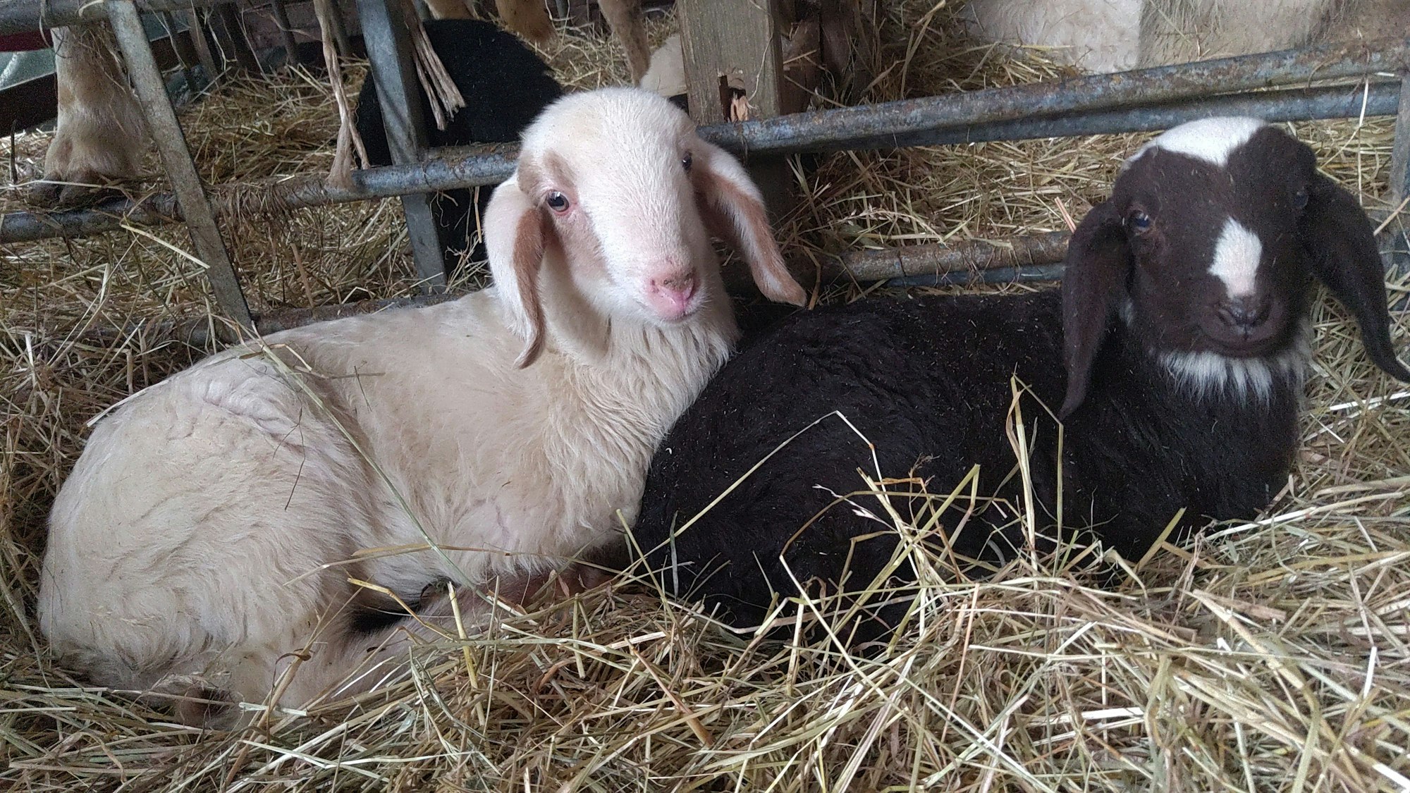 zwei Schafe auf dem Klosterhof Bünghausen
