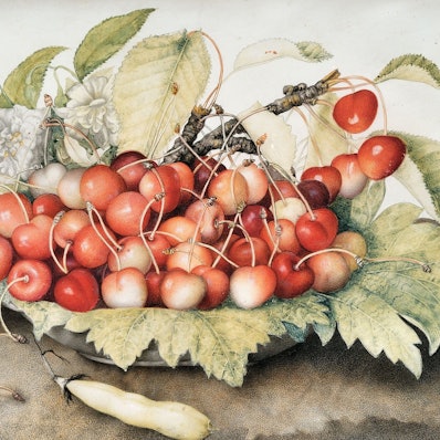 Blassrosa Kirschen liegen auf einem mit Blättern bedeckten Teller.