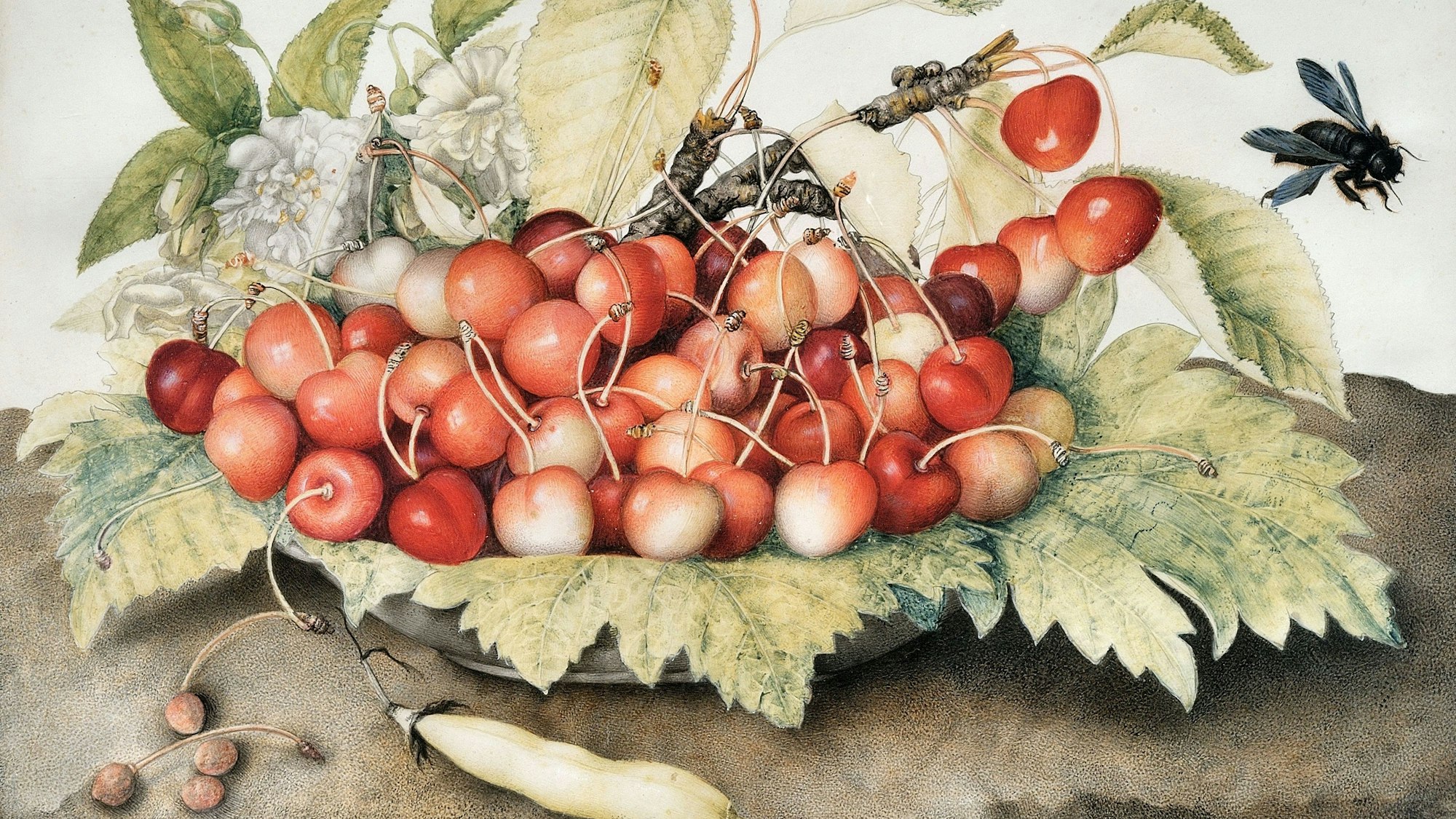 Blassrosa Kirschen liegen auf einem mit Blättern bedeckten Teller.