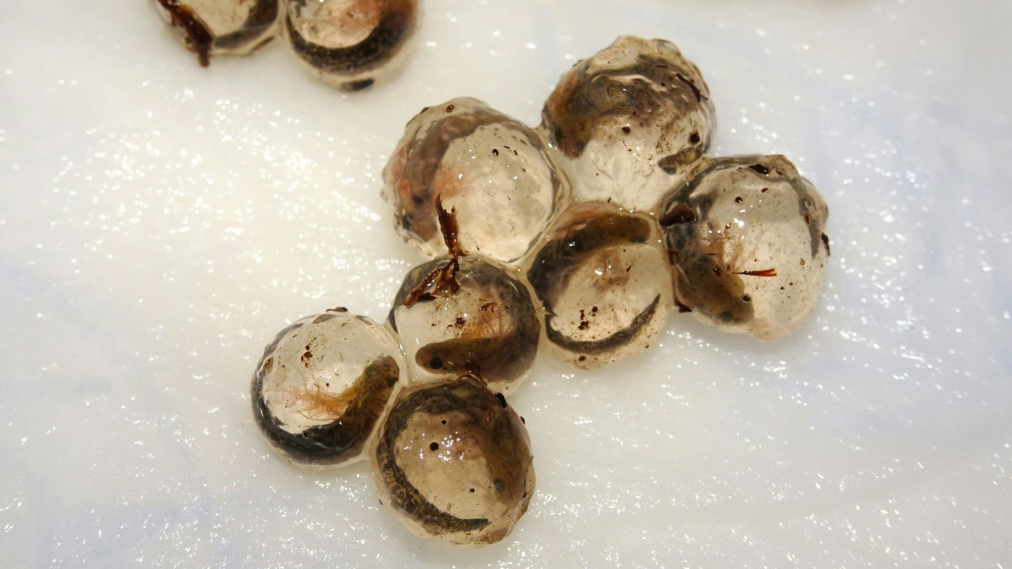 Zu sehen sind Eier von Zieglers Krokodilmolch 16 Tage nach der Ablage.