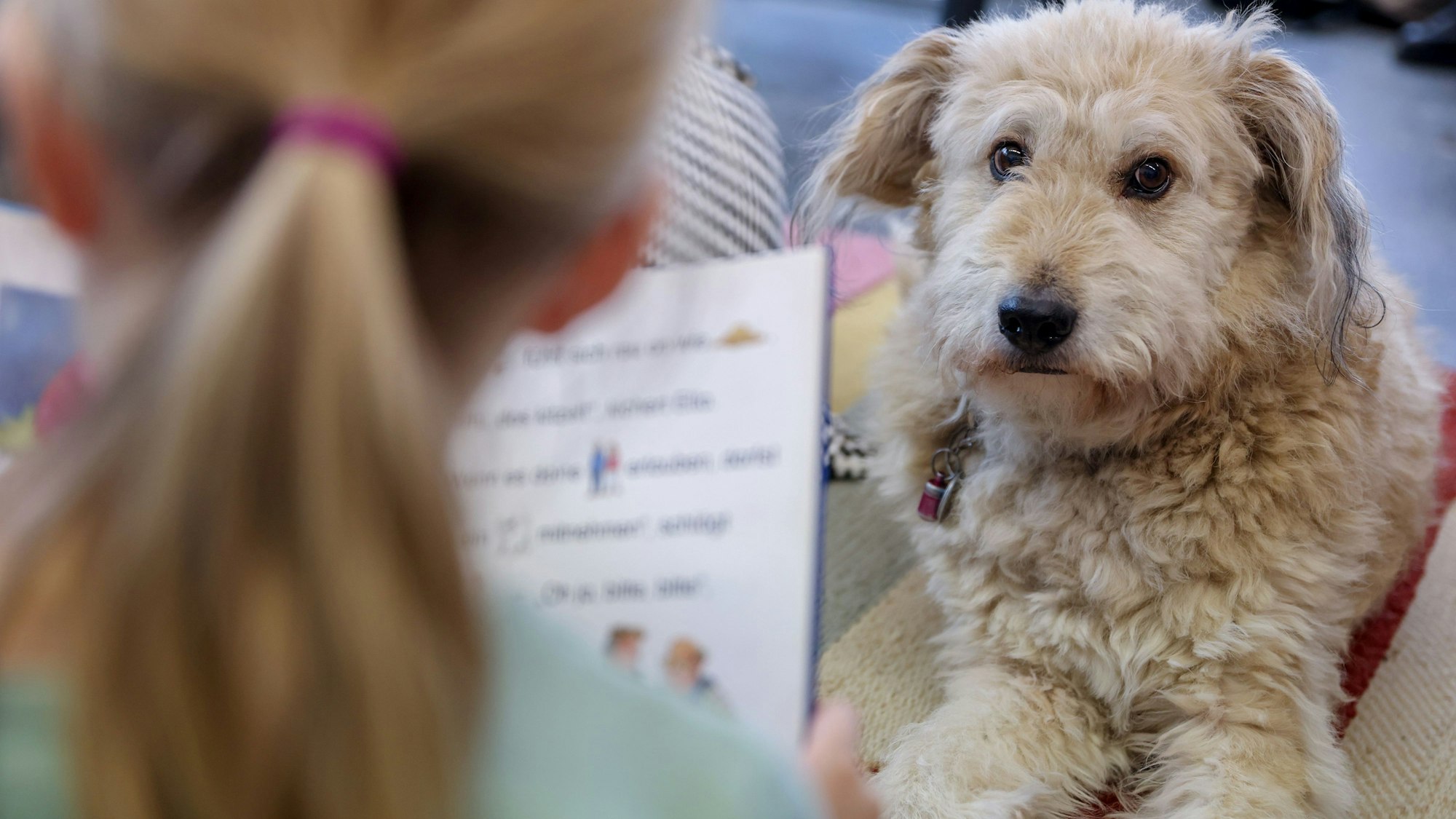 In der Stadtteilbibliothek in Mülheim gibt es mit Lesehund Rudi eine ungewöhnliche Leseförderung. Schüchterne Kinder können ihm vorlesen.