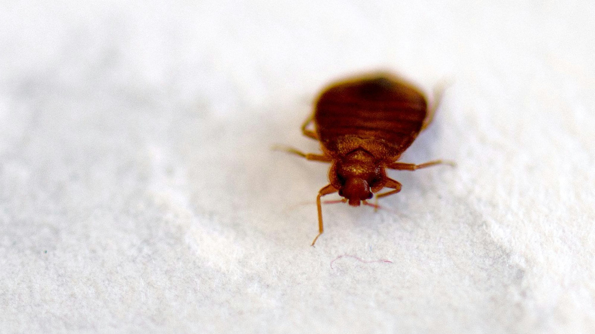ARCHIV - 07.11.2016, Sachsen, Dresden: Eine Bettwanze (Cimex lectularius), aufgenommen am Biologischen Institut der Technische Universität (TU) Dresden (angewandte Zoologie), aufgenommen am 07.11.2016 in Dresden (Sachsen).