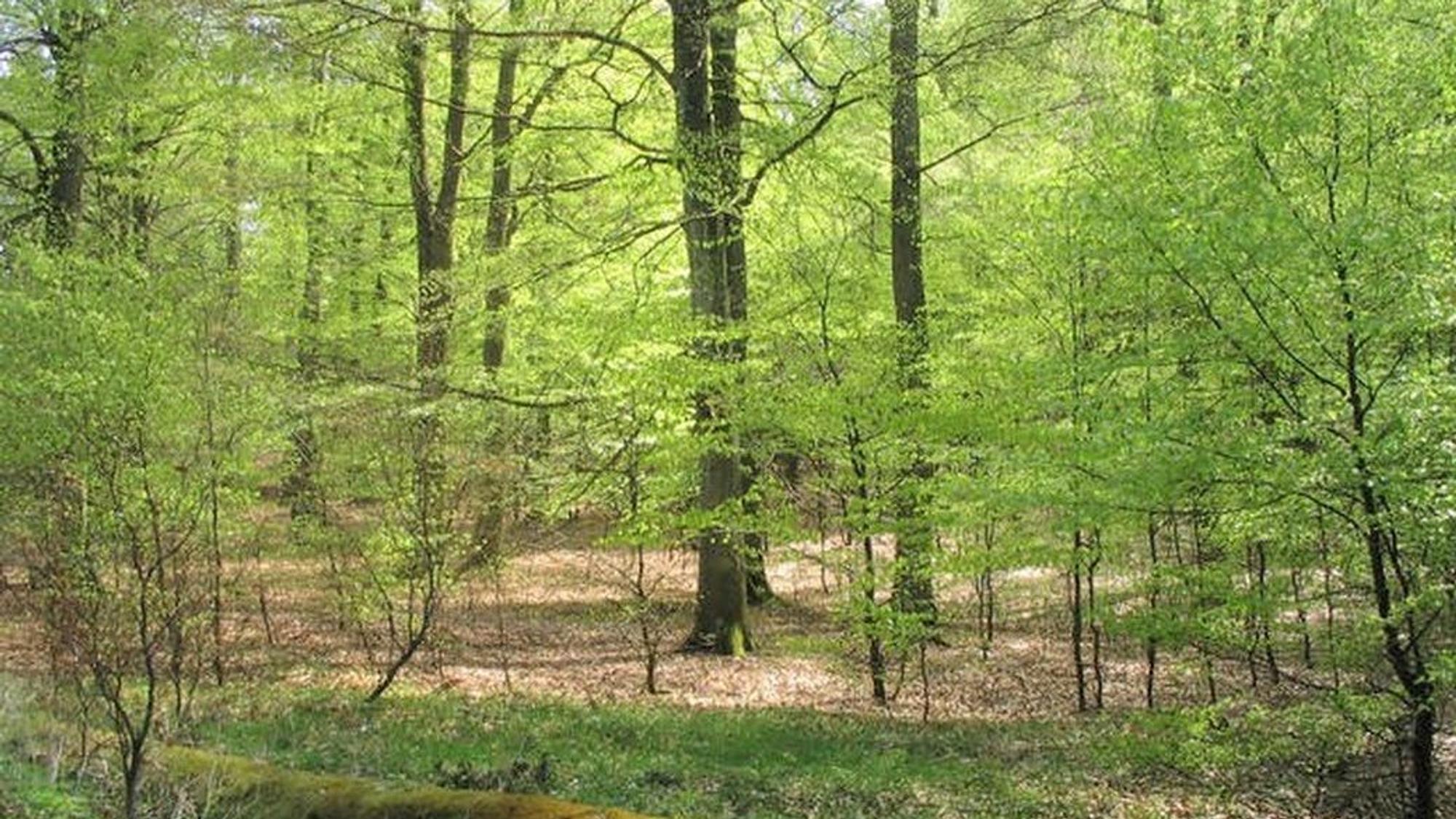 Rotbuchen im Nationalpark Eifel