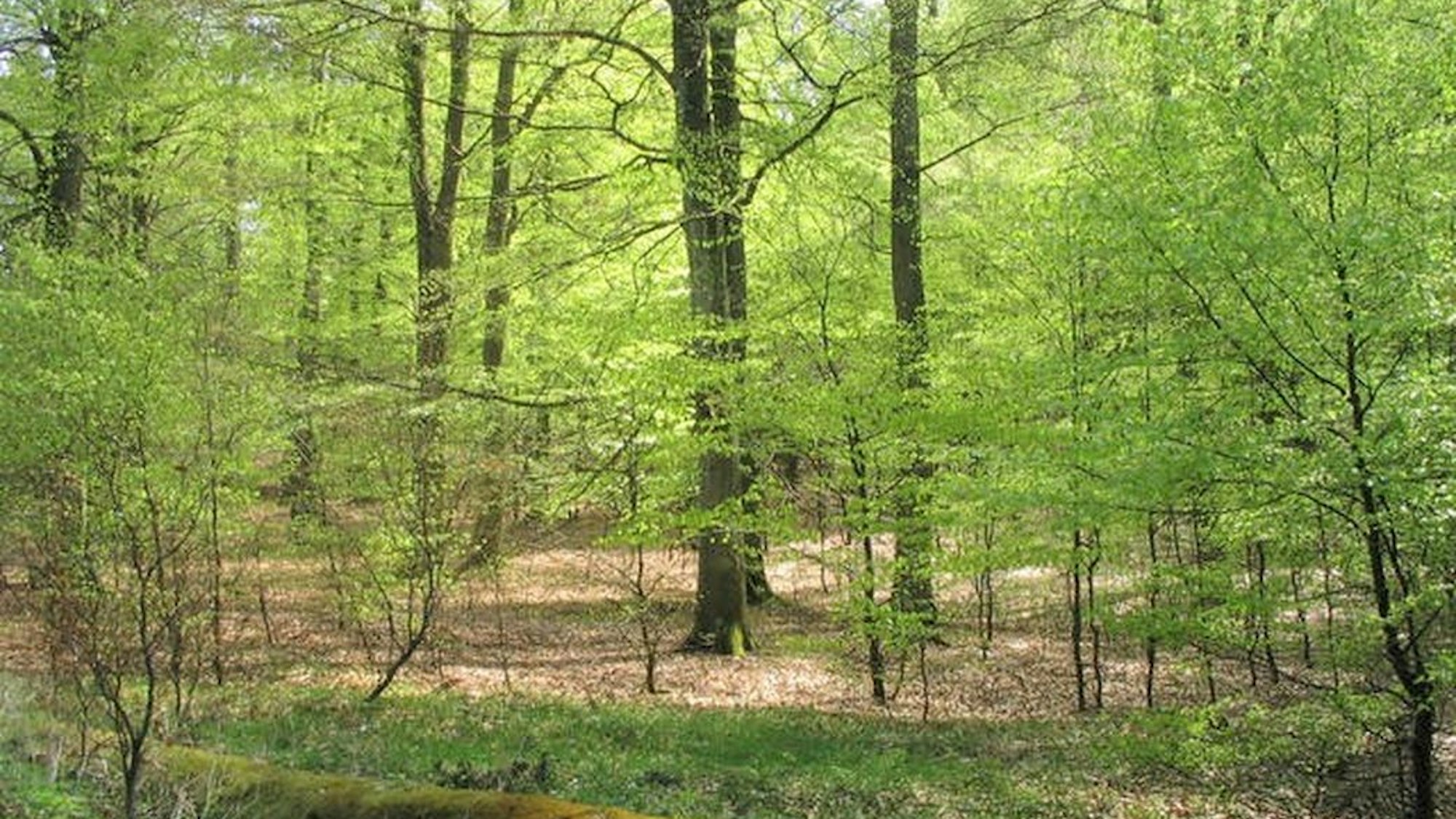 Rotbuchen im Nationalpark Eifel