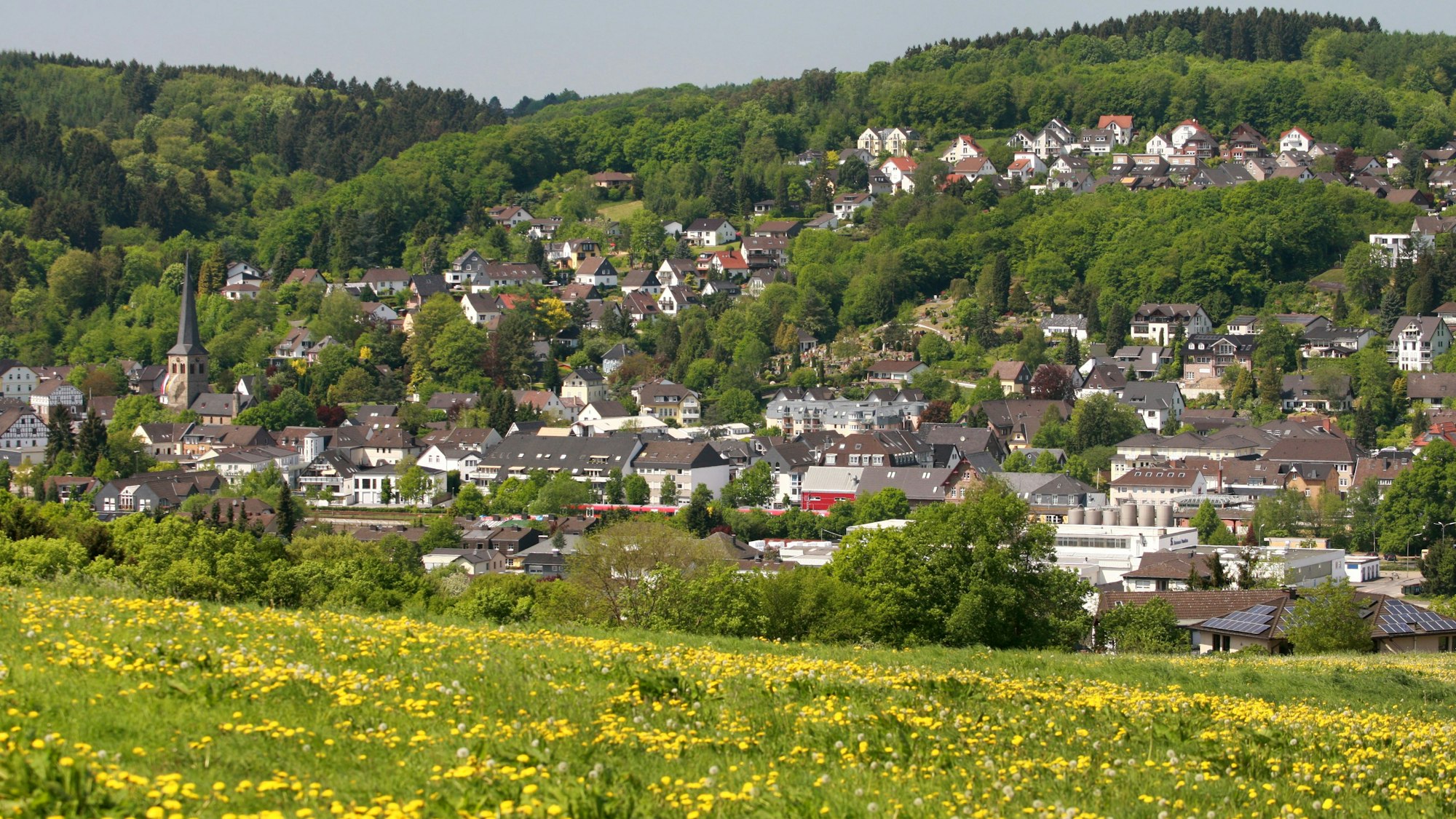 Die Grünen wollen, dass in Overath eine bessere Umgebung für Insekten geschaffen wird.