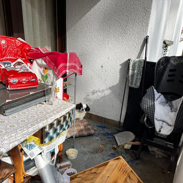 Das Foto zeigt einen kleinen Hund auf einem verwahrlosten Balkon.