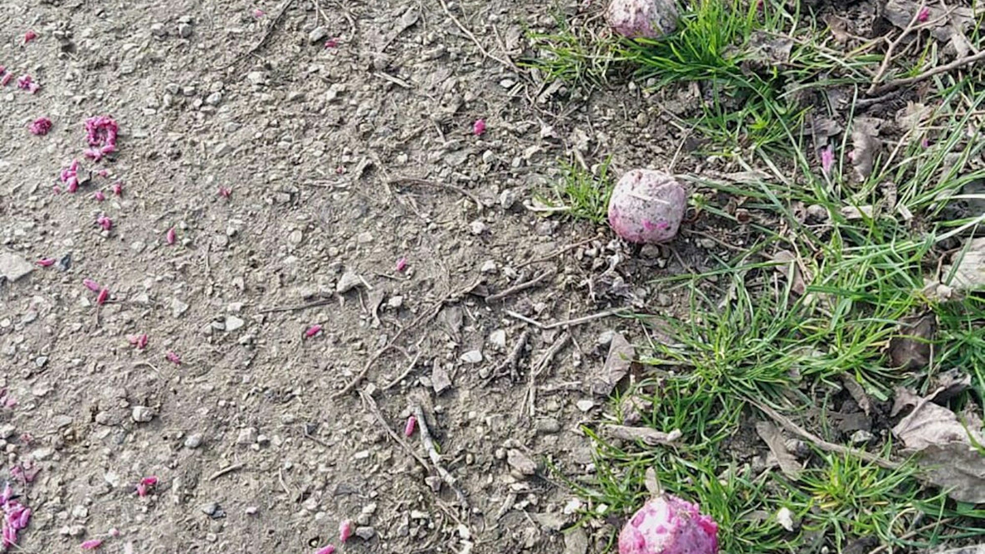 Das Bild zeigt drei pinkfarbene Kugeln, die sich als Giftköder entpuppten.