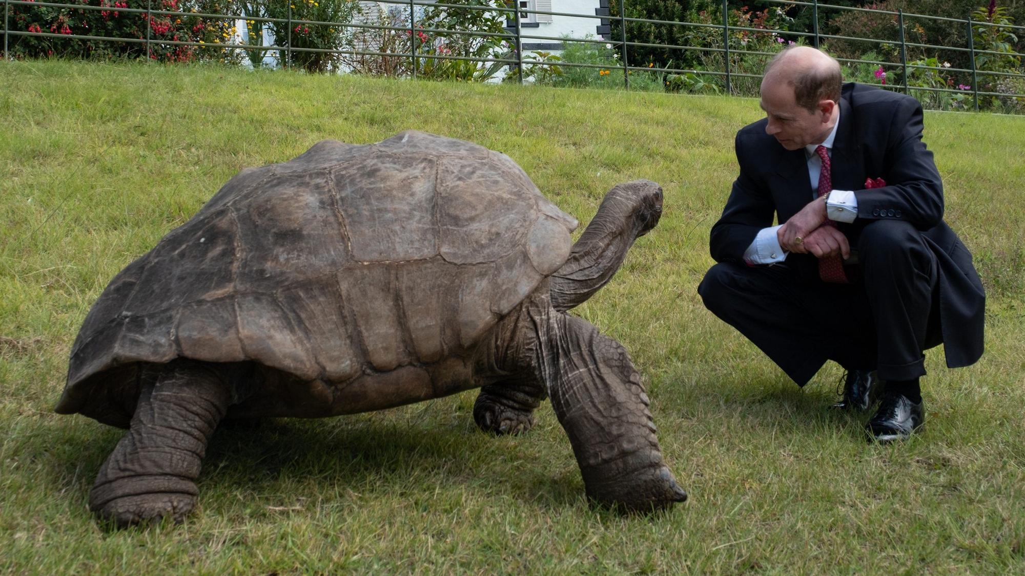 Der Herzog von Edinburgh trifft bei seinem Besuch auf der abgelegenen Südatlantikinsel St. Helena das älteste bekannte Landtier der Welt, die 191 Jahre alte Riesenschildkröte Jonathan.