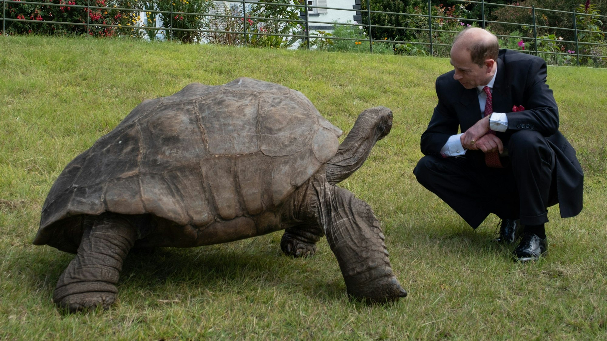 Der Herzog von Edinburgh trifft bei seinem Besuch auf der abgelegenen Südatlantikinsel St. Helena das älteste bekannte Landtier der Welt, die 191 Jahre alte Riesenschildkröte Jonathan.