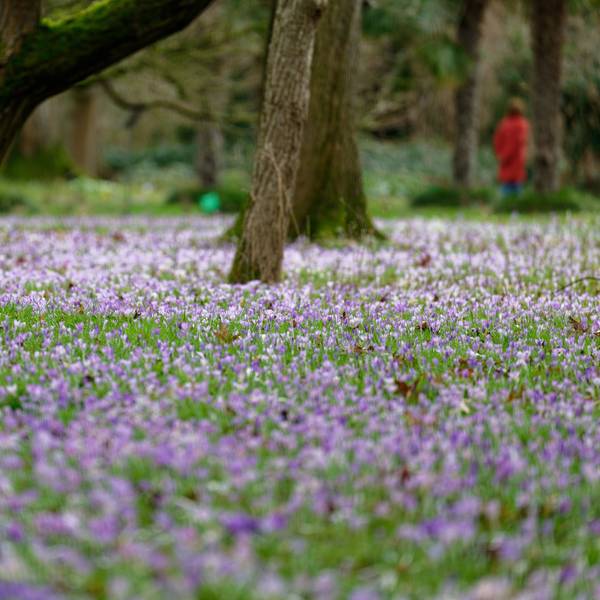 Bäume stehen auf einer mit Krokussen bedeckte Wiese im Botanischen Garten in Köln.
