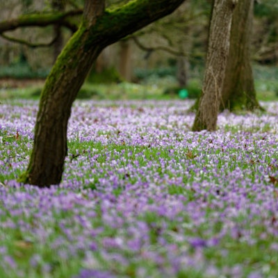 Bäume stehen auf einer mit Krokussen bedeckte Wiese im Botanischen Garten in Köln.