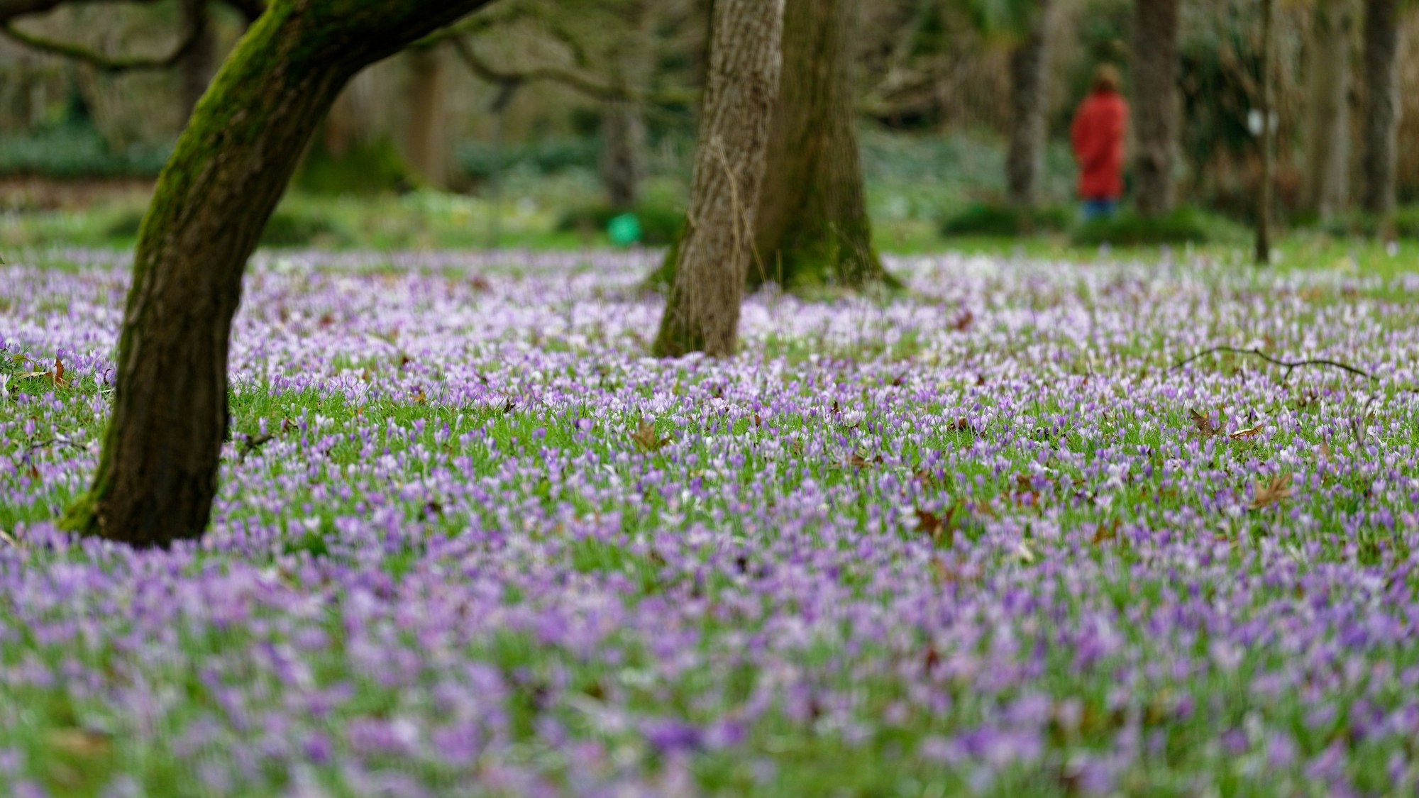 Vor lauter Krokussen ist im Botanischen Garten in Köln kaum noch Grün zu sehen.