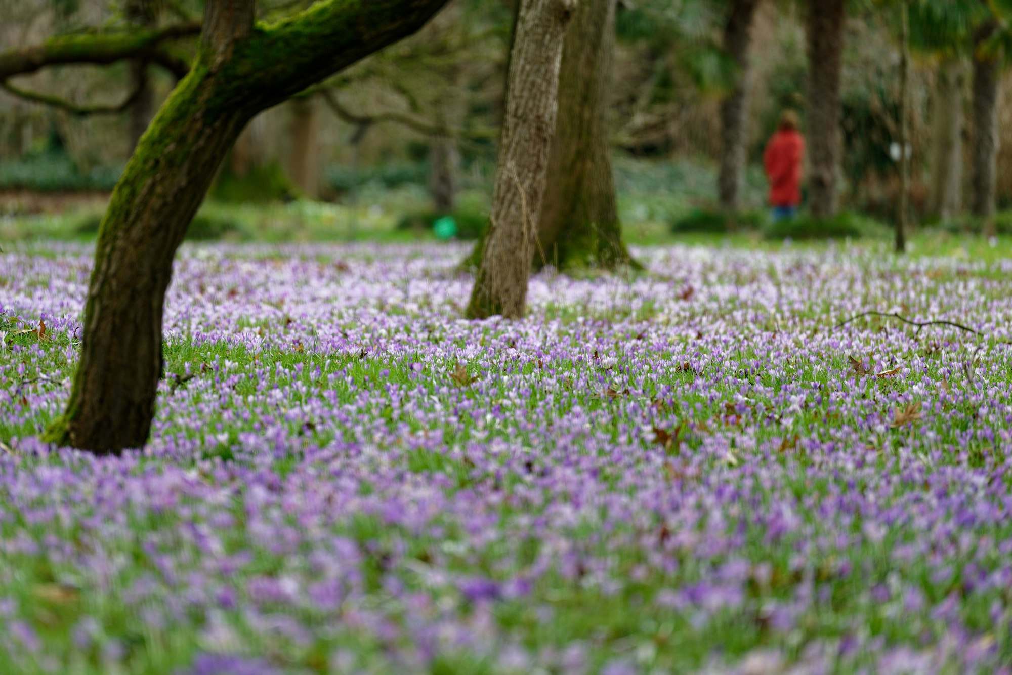 Bäume stehen auf einer mit Krokussen bedeckte Wiese im Botanischen Garten in Köln.