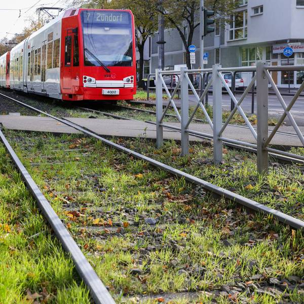 Begrünte Gleise, wie hier an der Haltestelle Melaten an der Aachener Straße, soll es bald auch rund um den Barbarossaplatz geben.