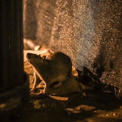 Eine Ratte sucht in der Nähe eines Mülleimers nach Nahrung.