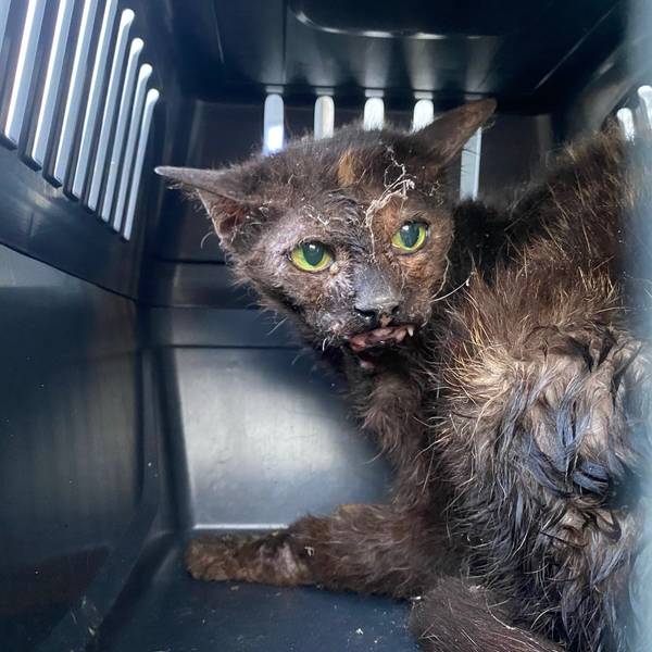 Eine Katze mit schwarz-braunem Fell in einer Transportbox. Sie ist am Kiefer verwundet und hat Spinnweben im Gesicht. Das Fell ist ungepflegt.