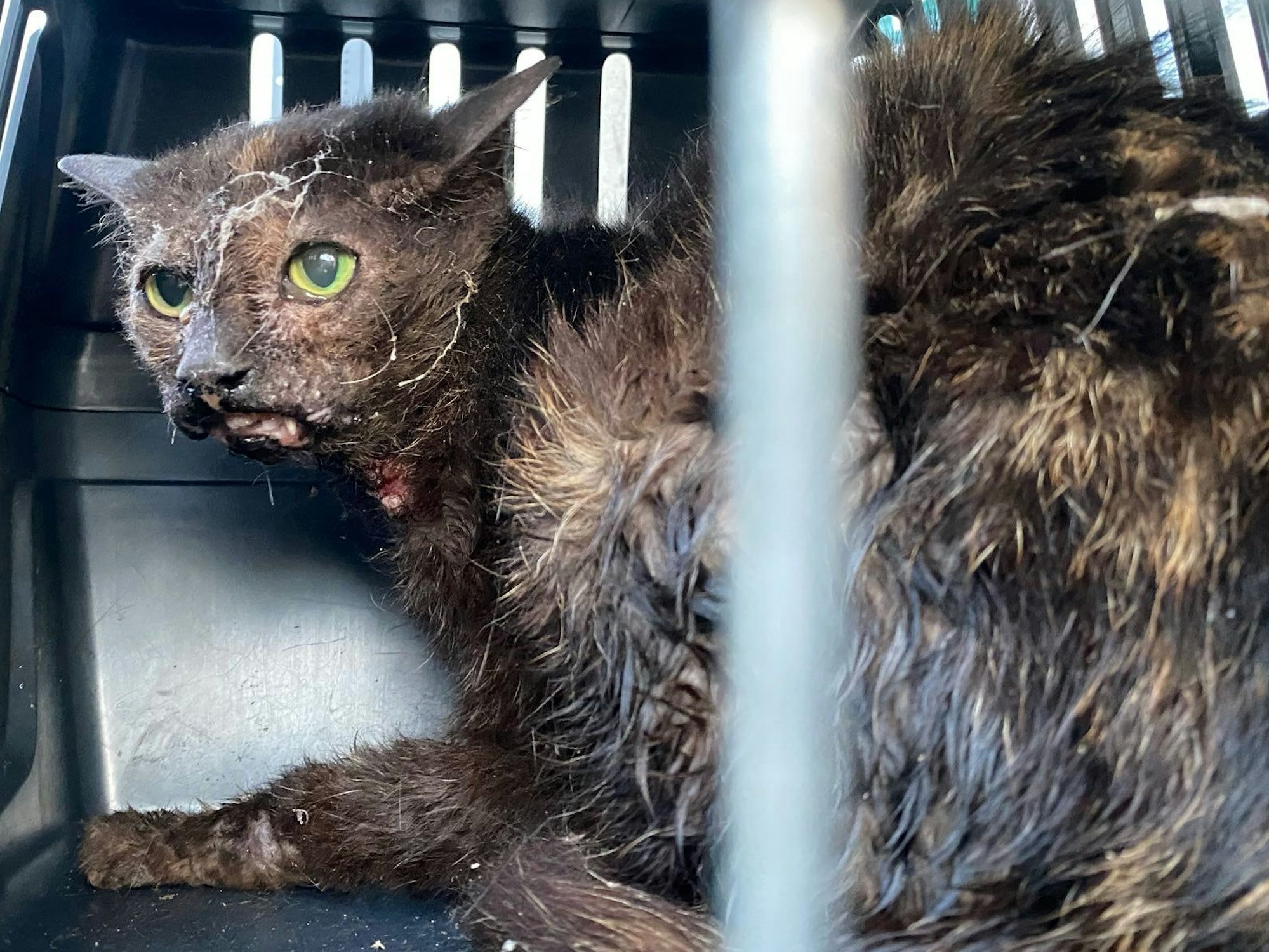 Katze Sunday wurde schwer verletzt und vernachlässigt aus einer Messiewohnung gerettet.