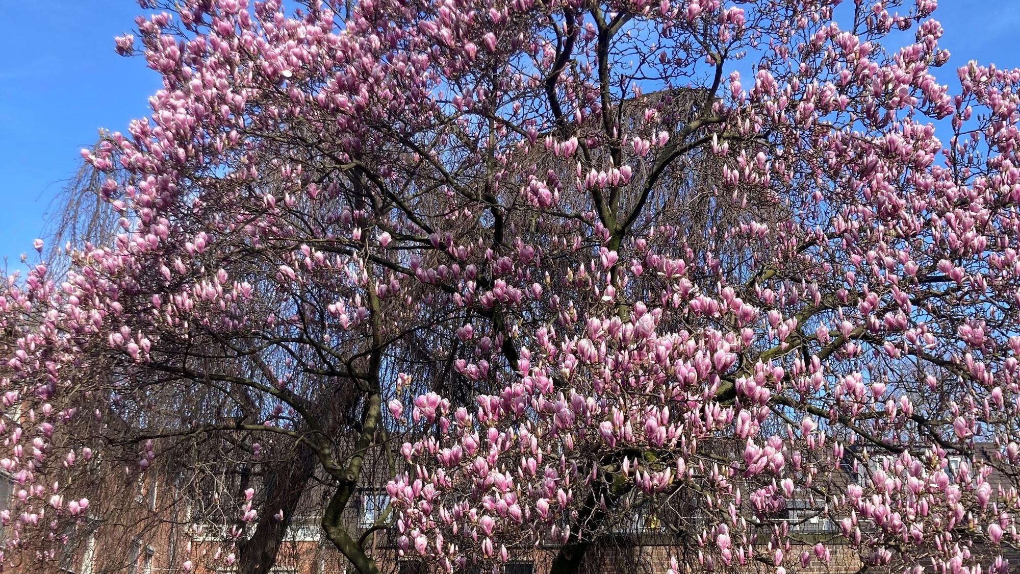 Magnolienbaum in der Südstadt im Hof der Kirche St. Gregorius