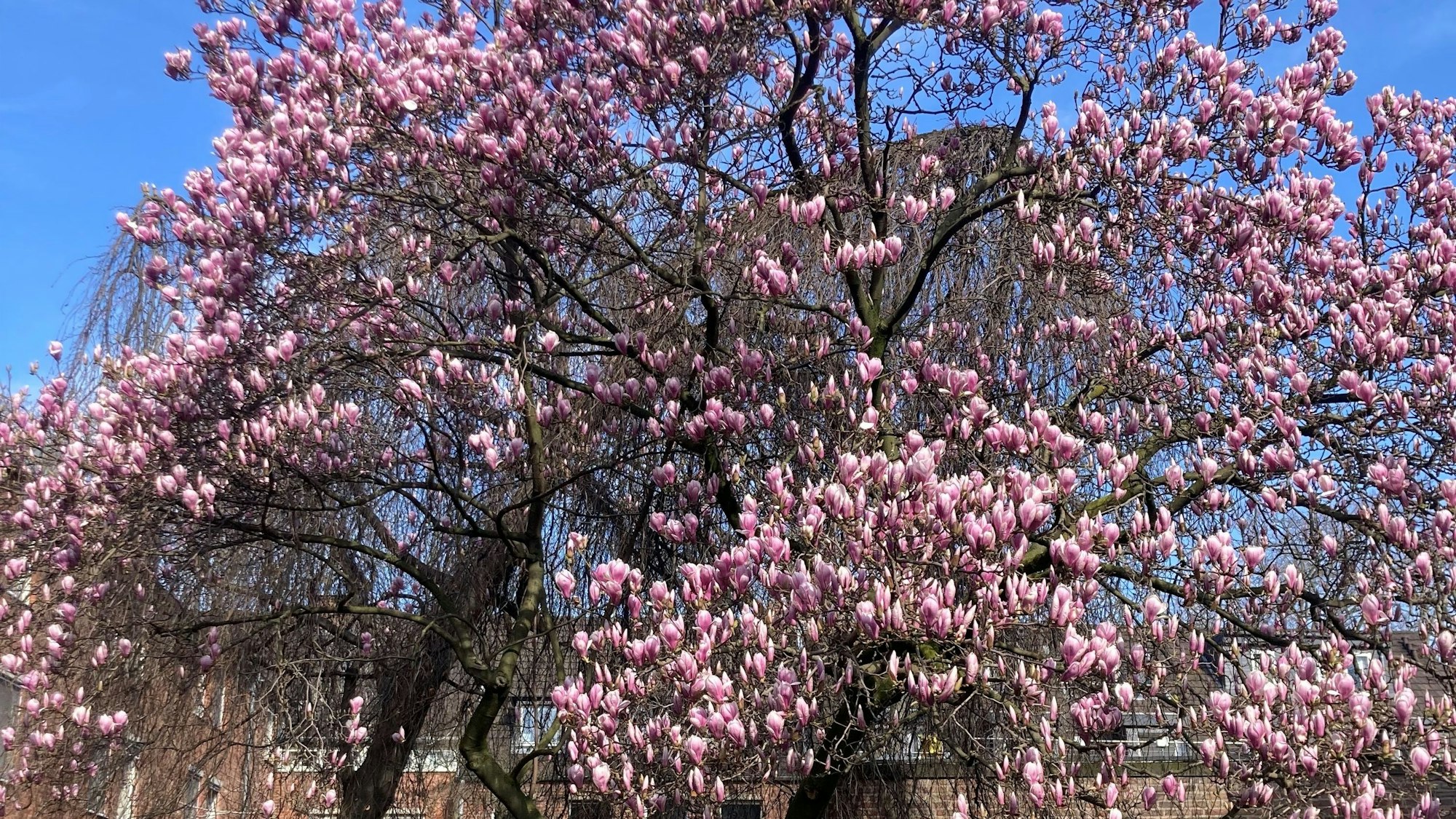 Magnolienbaum in der Südstadt im Hof der Kirche St. Gregorius
