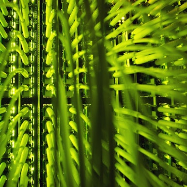 Zahlreiche Glasfaserkabel, unter anderem zur Übertragung von Hochgeschwindigkeitsinternet, laufen an einem Verteilerpunkt zusammen.