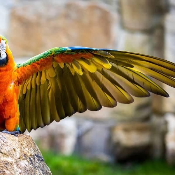 Ein Papagei sitzt auf einem Felsen im Zoo und streckt die Flügel aus. Das RKI beobachtet derzeit einen signifikanten Anstieg der Fallzahlen in Deutschland. (Symbolbild)