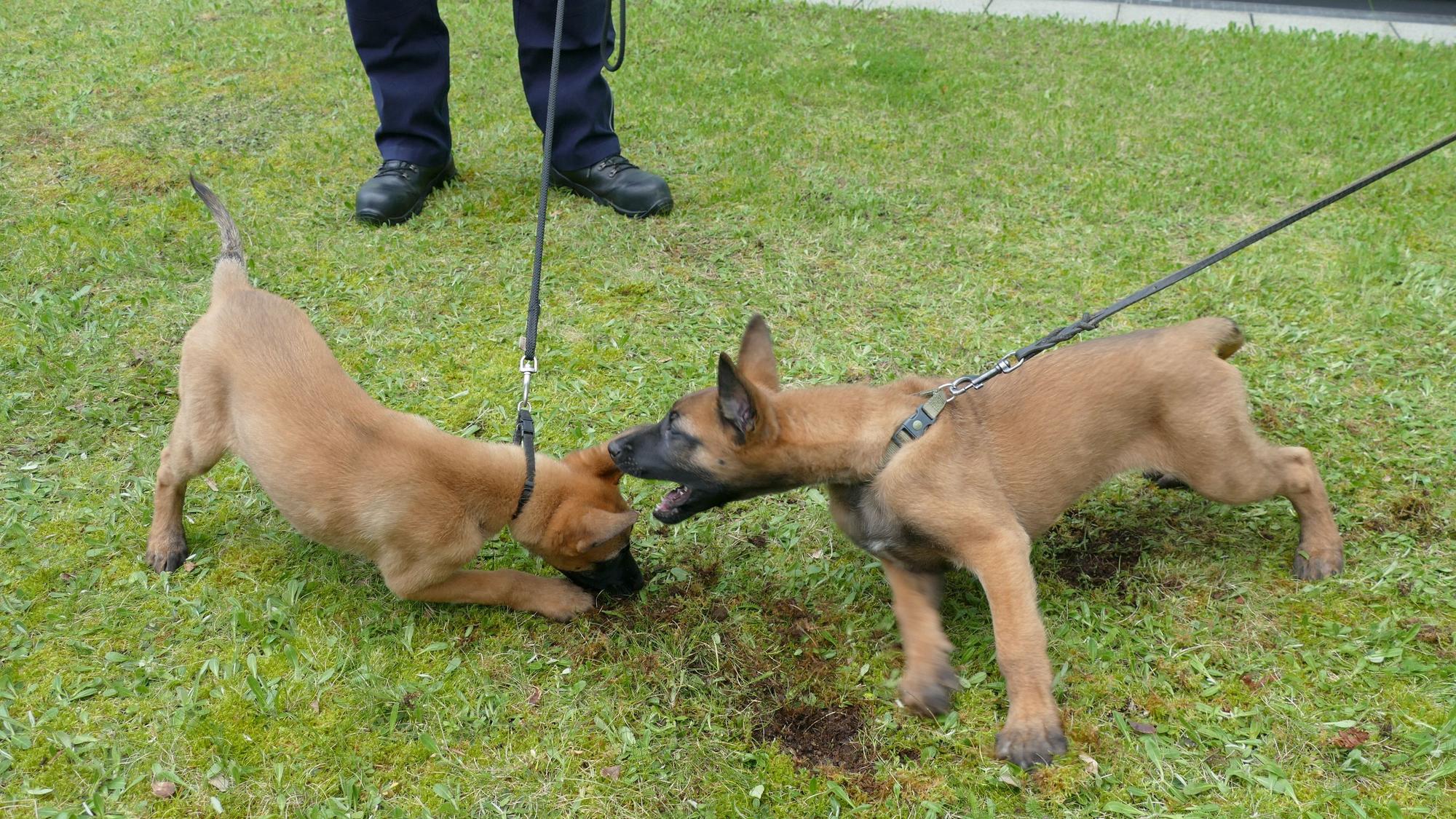 Zwei hellbraune Hundewelpen spielen miteinander.