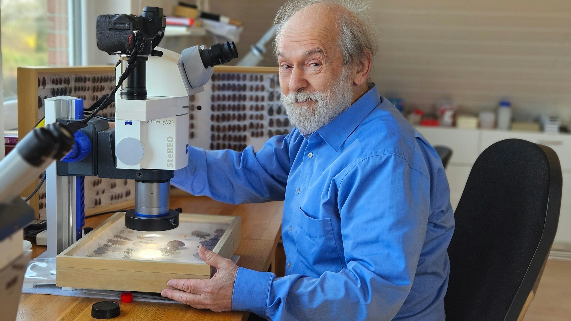 An Mann sitzt an einer Stereolupe, mit der er Insekten in Schaukästen untersuchen kann.