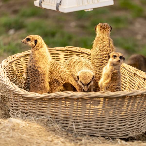 Mehrere Erdmännchen sitzen in einem Korb im Kölner Zoo