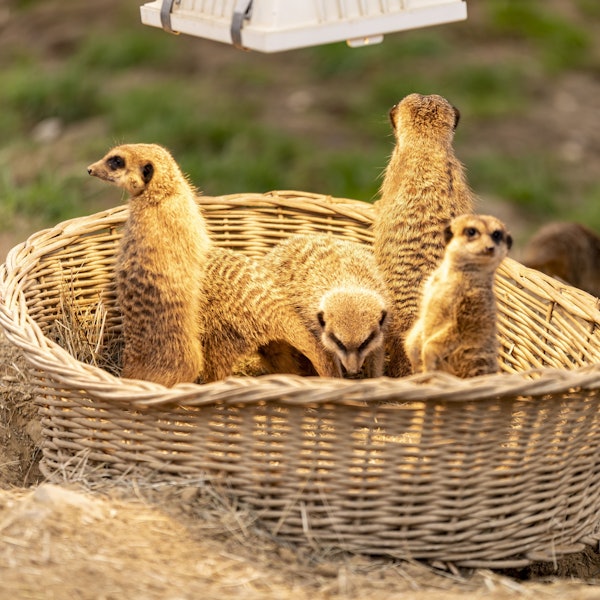 Mehrere Erdmännchen sitzen in einem Korb im Kölner Zoo