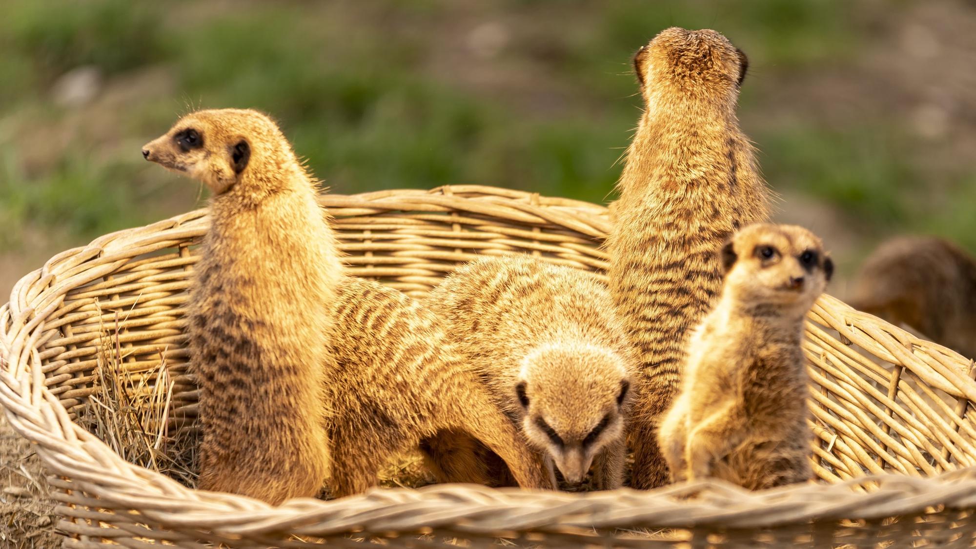 Mehrere Erdmännchen sitzen in einem Korb im Kölner Zoo