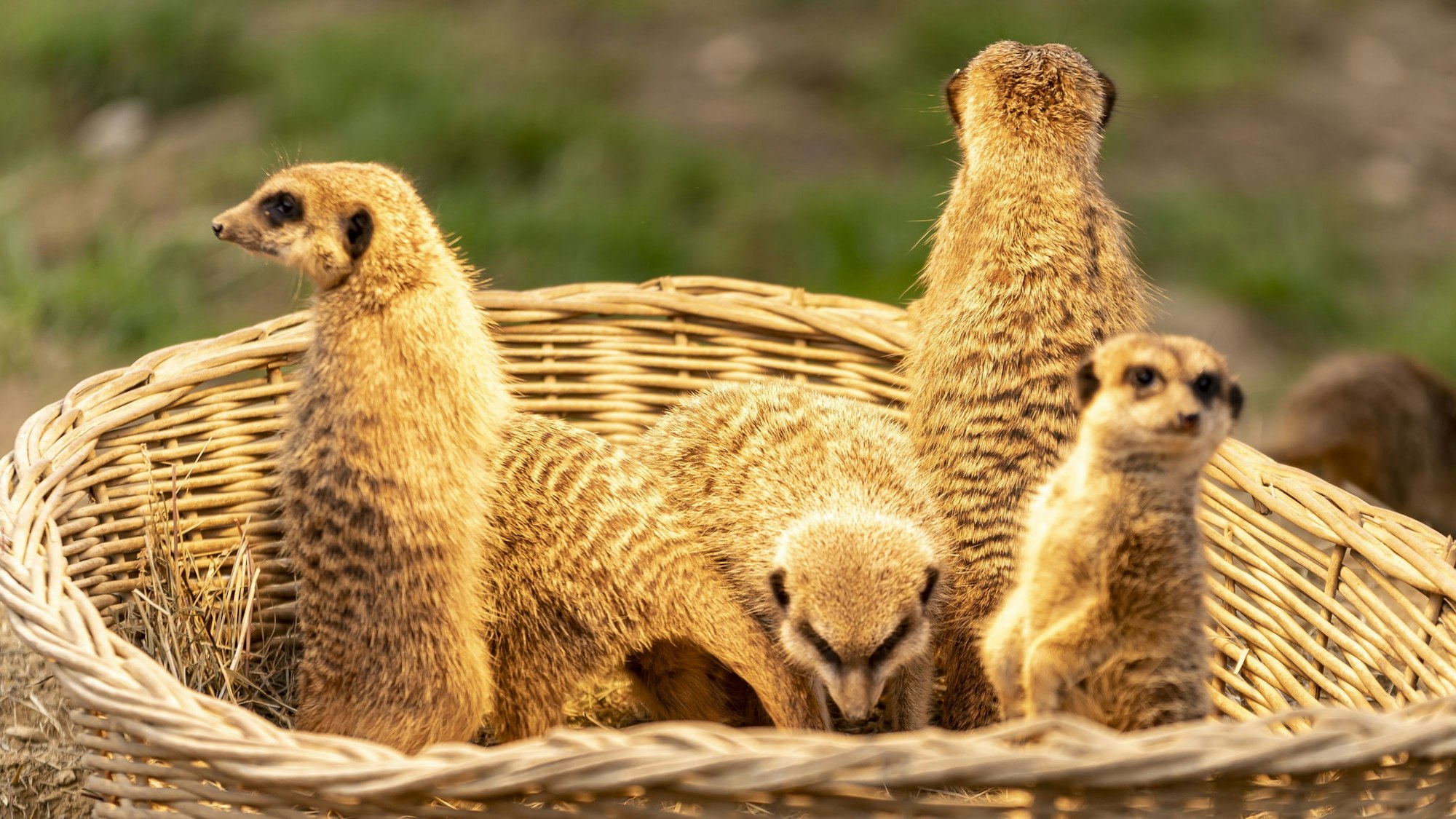 Mehrere Erdmännchen sitzen in einem Korb im Kölner Zoo