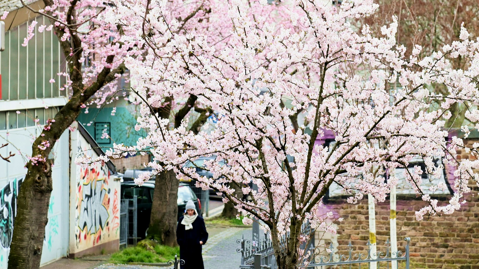 Auf der Maxstraße in der Altstadt blühen die ersten Kirschbäume.