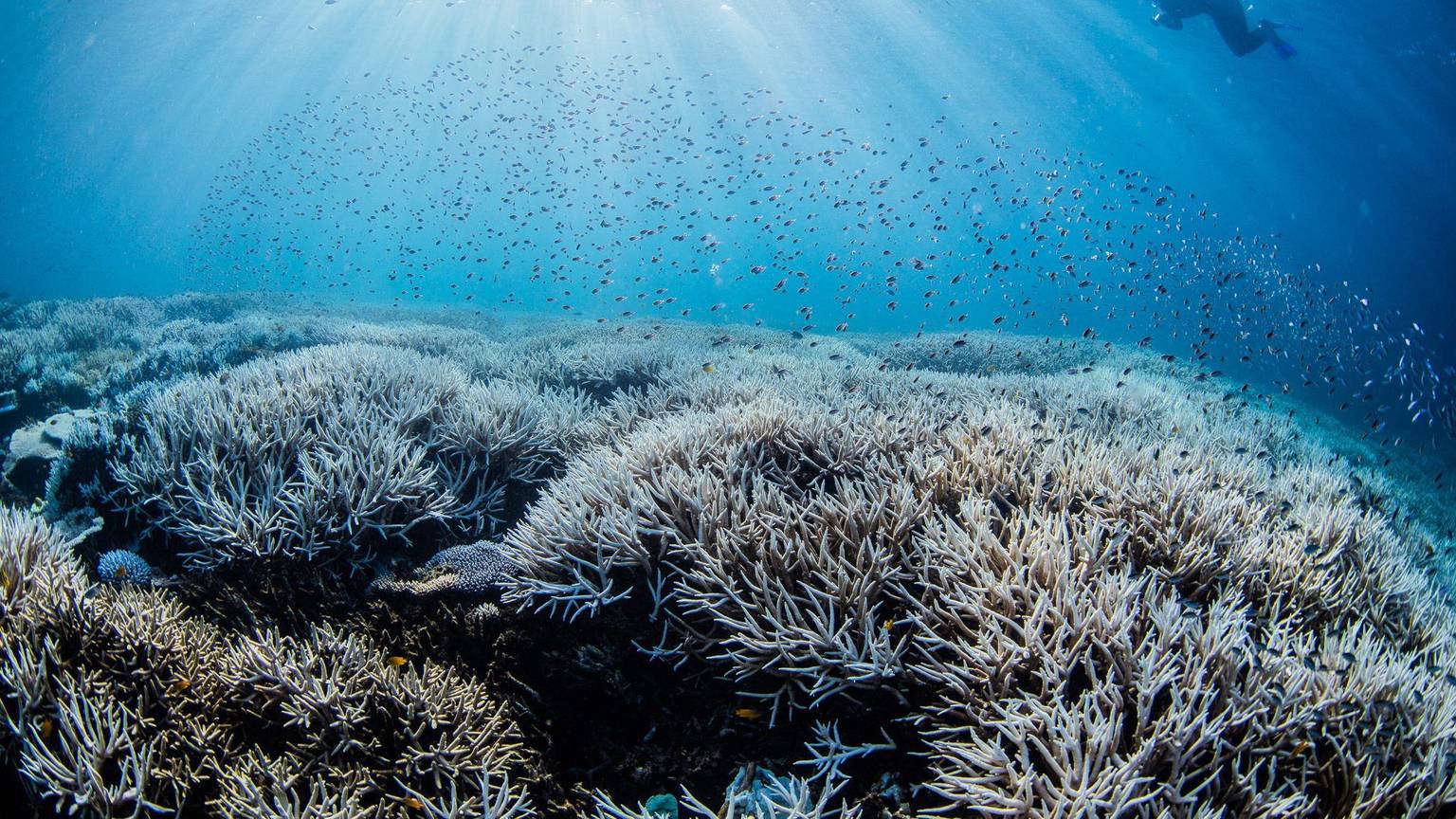Ein Taucher bewegt sich im südlichen Bereich des Great Barrier Reefs.