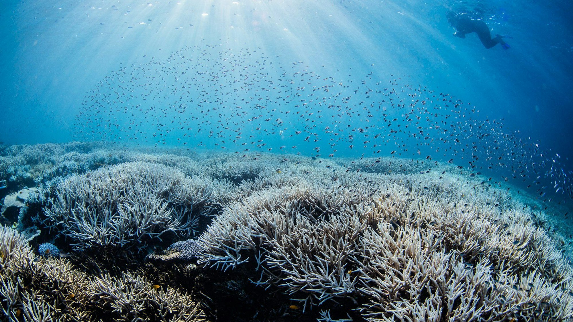 Ein Taucher bewegt sich im südlichen Bereich des Great Barrier Reefs.