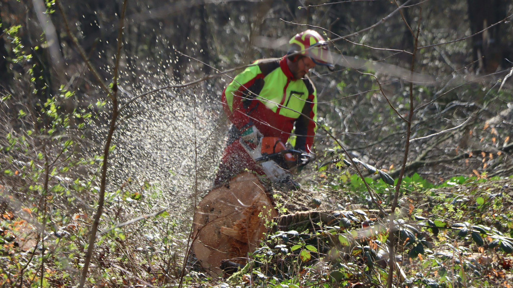 Zu sehen ist ein Waldarbeiter mit einer Motorsäge.