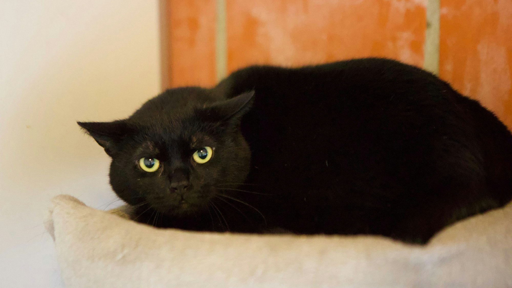 Ein Kater europäisch Kurzhaar
in Schwarz liegt auf einem Kissen.
