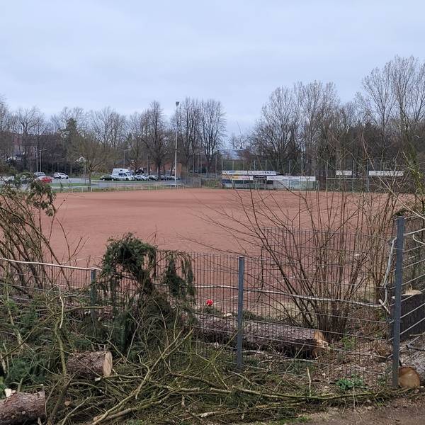 Am Zaun liegen gefällte und zerkleinerte Bäume, dahinter ist der Ascheplatz in Stommeln zu sehen.