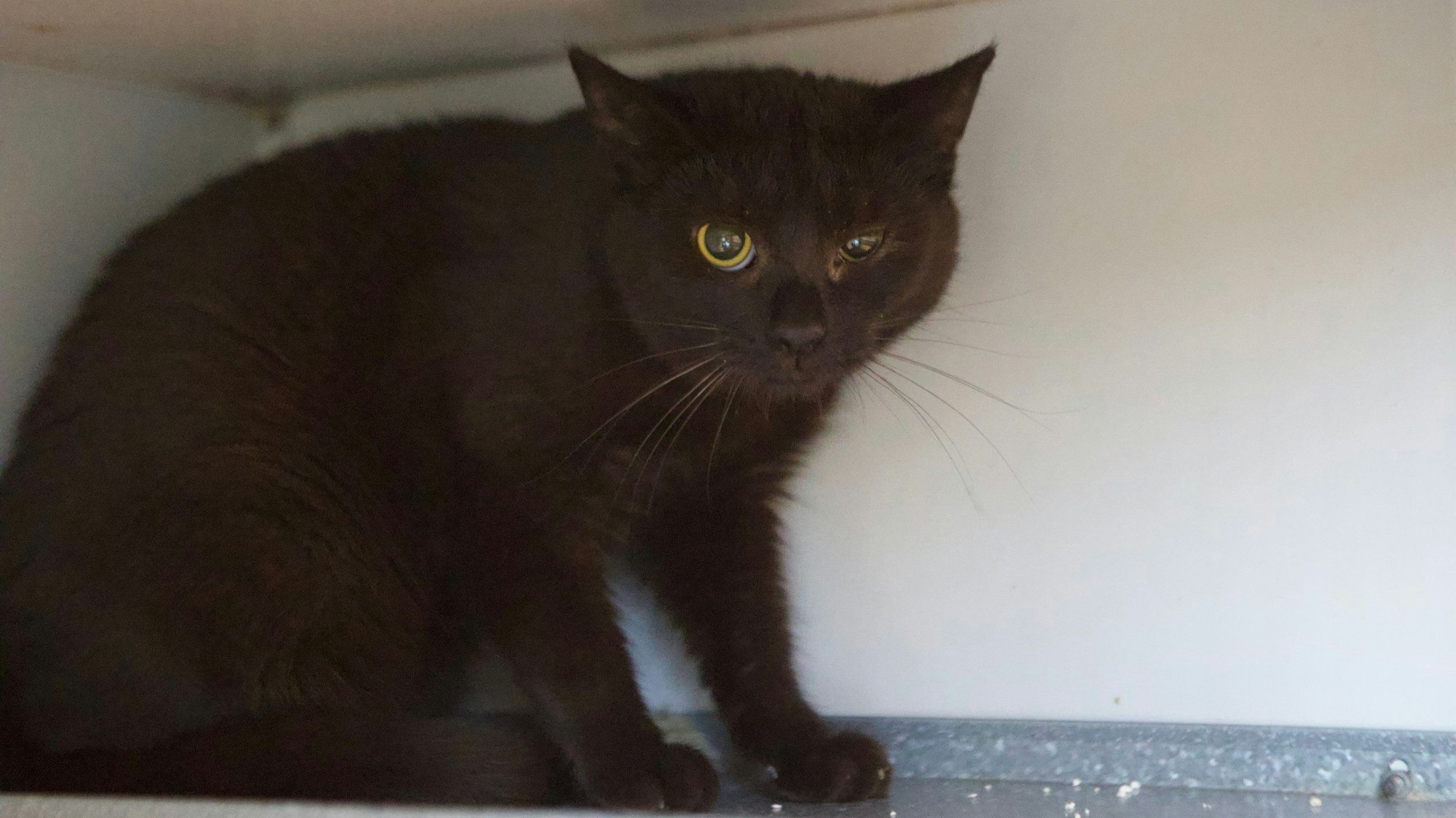 Eine schwarze Katze versteckt sich.