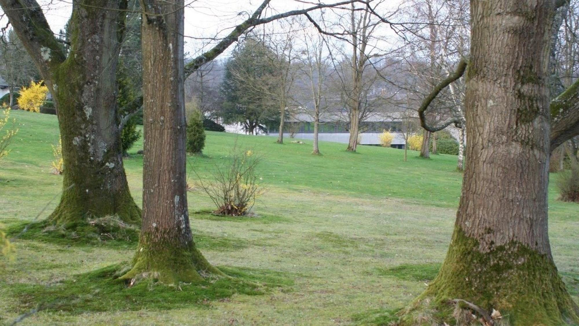 Eine Wiese mit alten Bäumen.