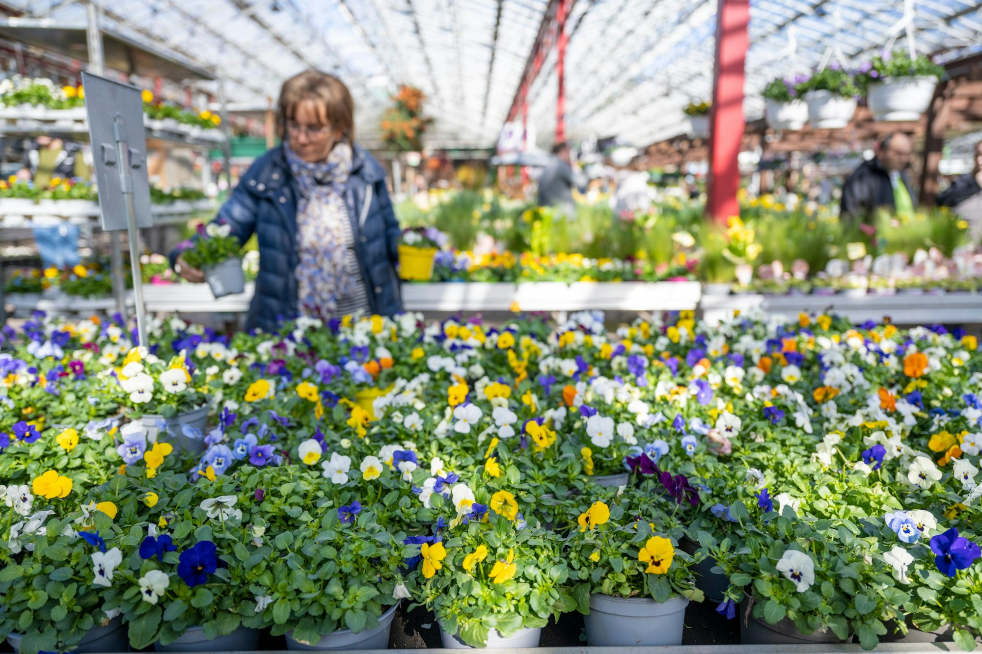 Blumen in einem Gartencenter
