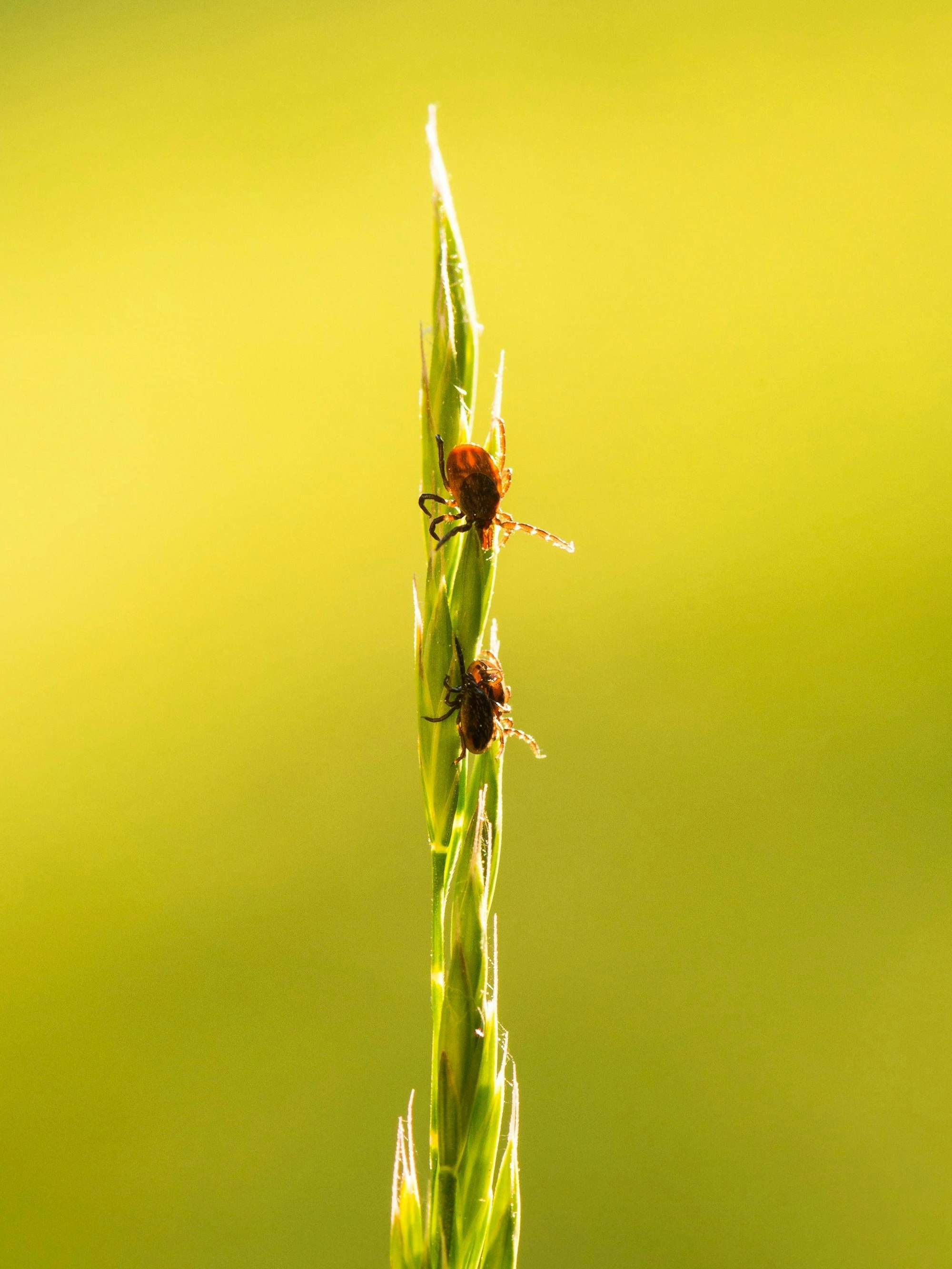 Drei Zecken der Art Gemeiner Holzbock lauern auf einem Grashalm in einer Wiese.