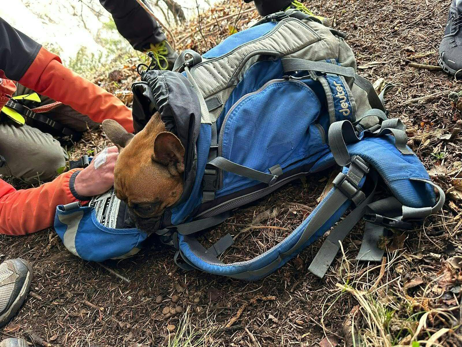 An der Hohen Wand in Österreich stürzte Hundedame Luna ab, ein Bergretter nahm die unverletzte Bulldogge in seinem Rucksack mit.