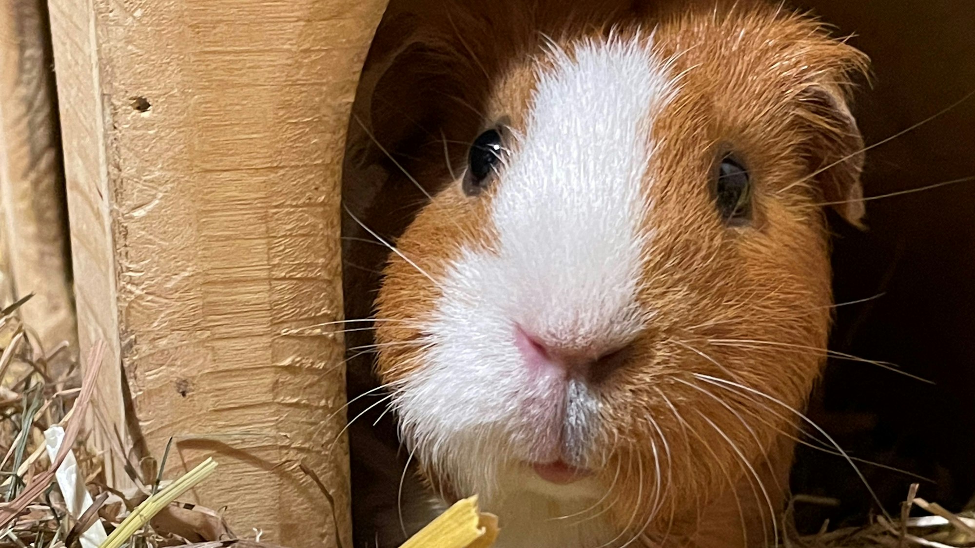Meerschweinchen Lou blickt frontal in die Kamera.