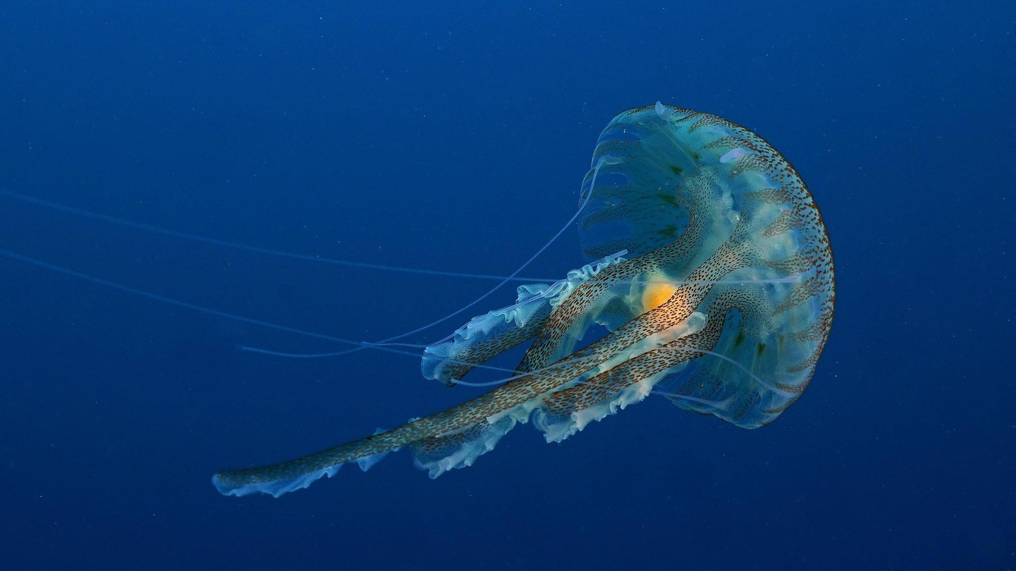 Auf Mallorca sind viele Leuchtquallen (Pelagia noctiluca) gesichtet worden (Symbolbild).