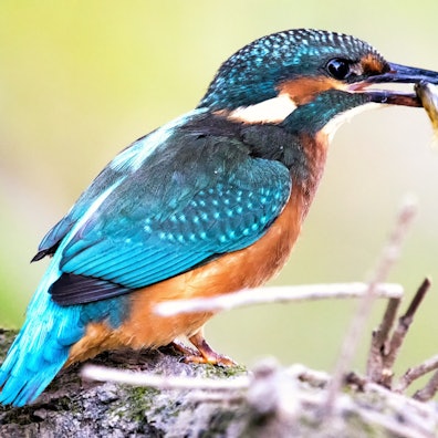 Eisvogel mit Fang: Geduld und ein lichtstarkes Tele-Objektiv braucht Fotograf Wessel, der rund ums Fischereimuseum auf Fotopirsch geht.