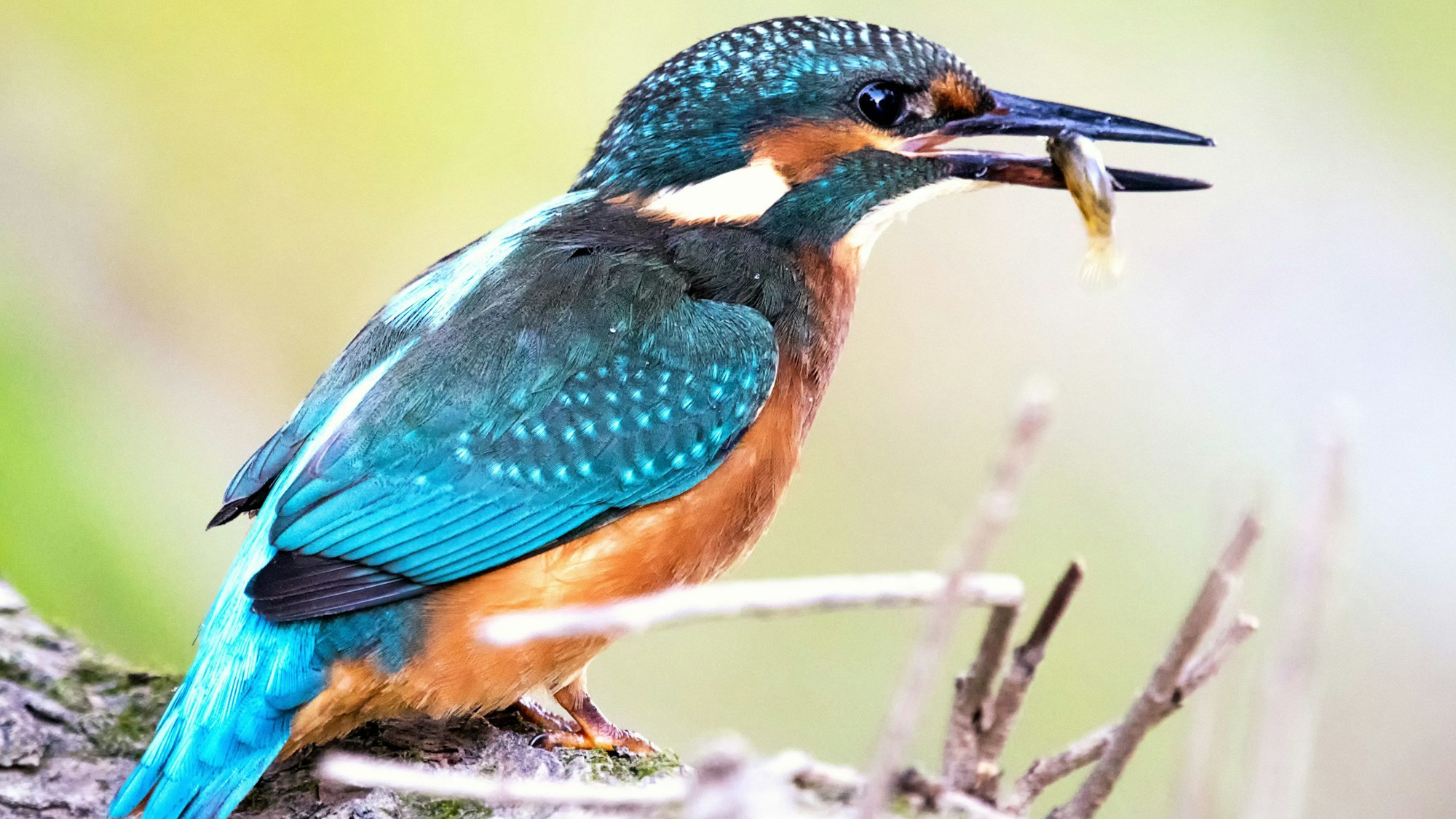 Eisvogel mit Fang: Geduld und ein lichtstarkes Tele-Objektiv braucht Fotograf Wessel, der rund ums Fischereimuseum auf Fotopirsch geht.